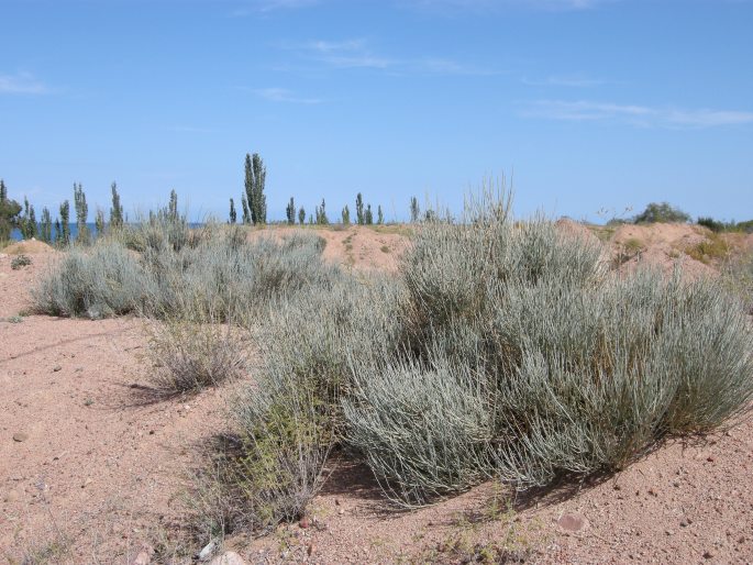 Ephedra intermedia