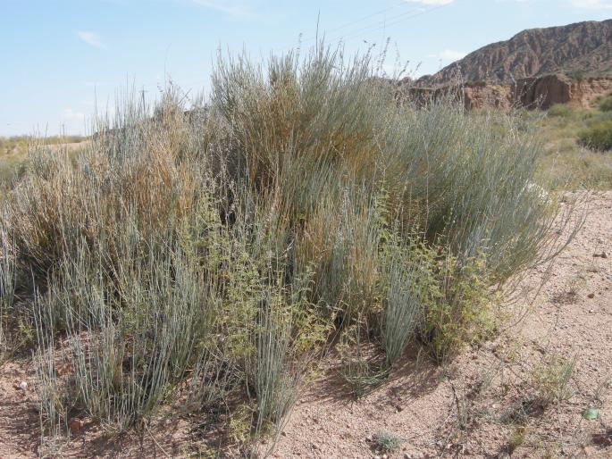 Ephedra intermedia