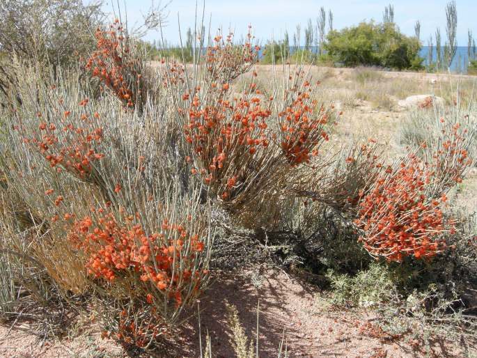 Ephedra intermedia