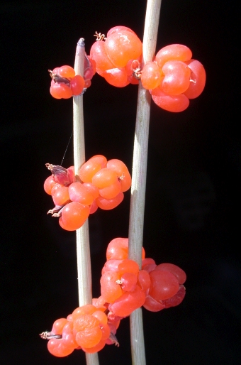 Ephedra intermedia