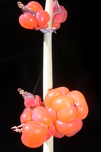 Ephedra intermedia