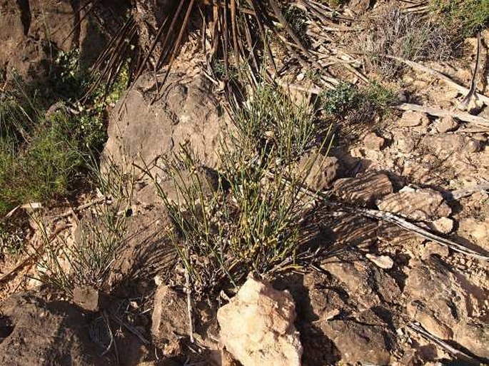 Ephedra milleri