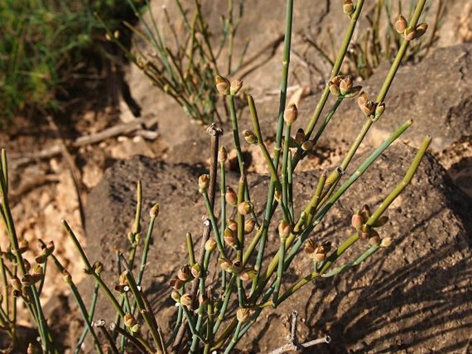 Ephedra milleri