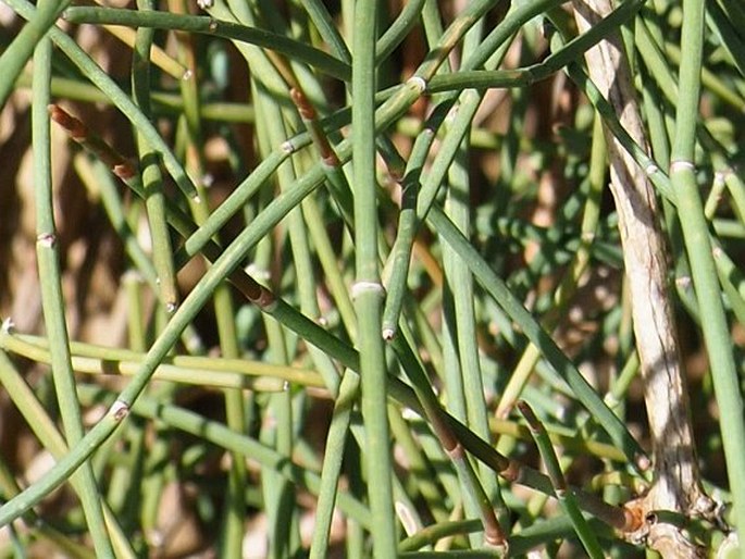 Ephedra fragilis