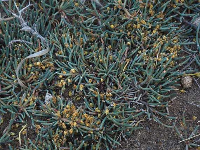 Ephedra frustillata