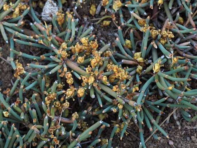 Ephedra frustillata