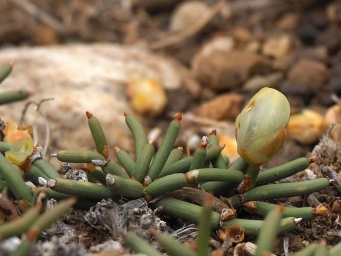 Ephedra frustillata