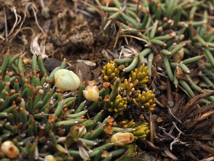 Ephedra frustillata