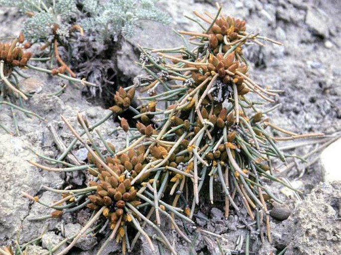 Ephedra fedtschenkoae