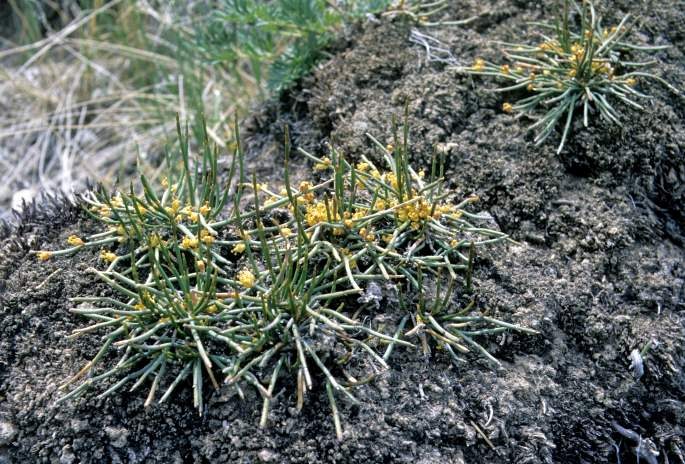 Ephedra fedtschenkoae