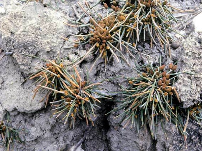 Ephedra fedtschenkoae