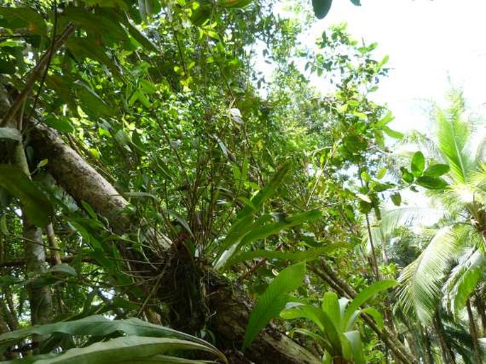 Epidendrum eburneum