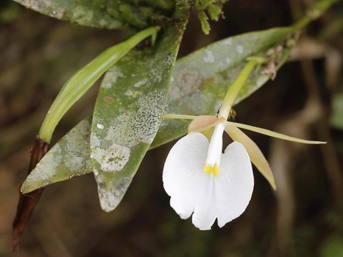 Epidendrum eburneum