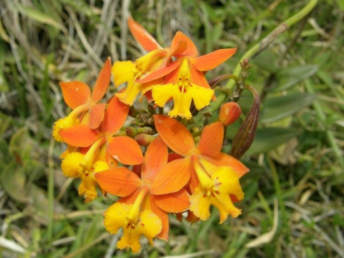 Epidendrum radicans