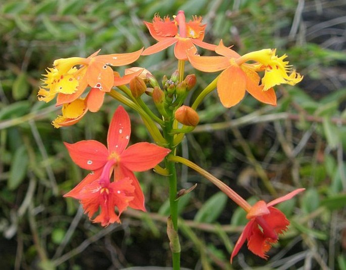 Epidendrum radicans