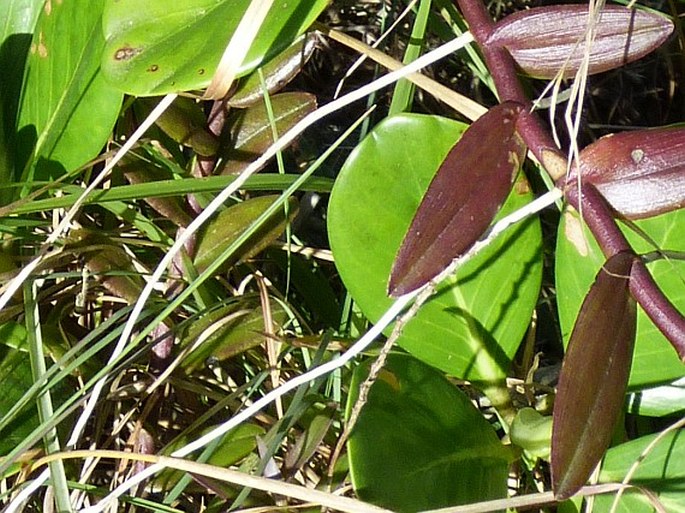 Epidendrum radicans