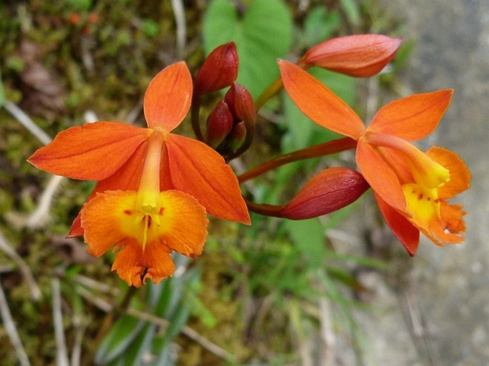 Epidendrum radicans