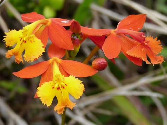 Epidendrum radicans