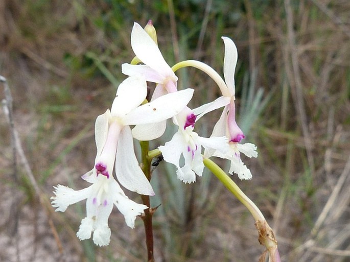 Epidendrum ibaguense