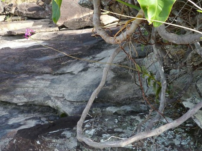 Epidendrum ibaguense