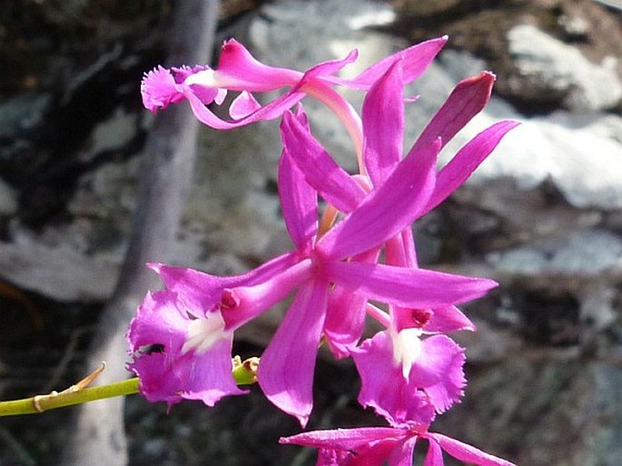 Epidendrum ibaguense