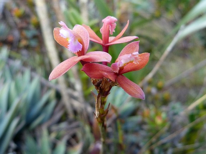 Epidendrum holstii