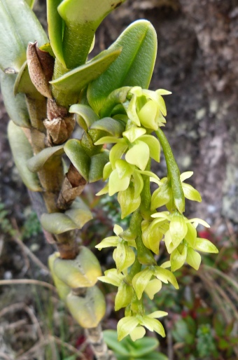 Epidendrum alsum