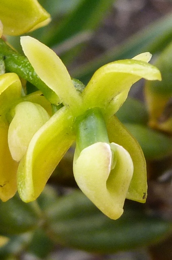 Epidendrum alsum