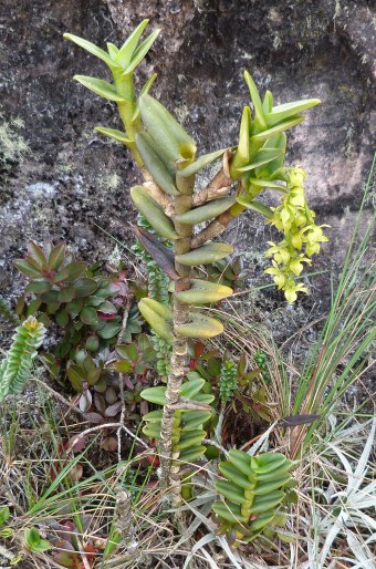 Epidendrum alsum