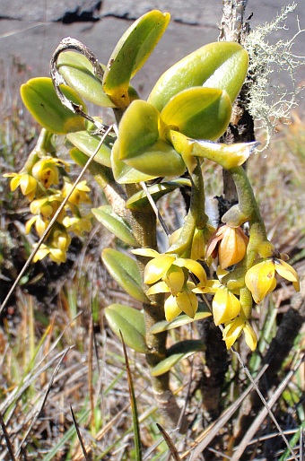 Epidendrum alsum