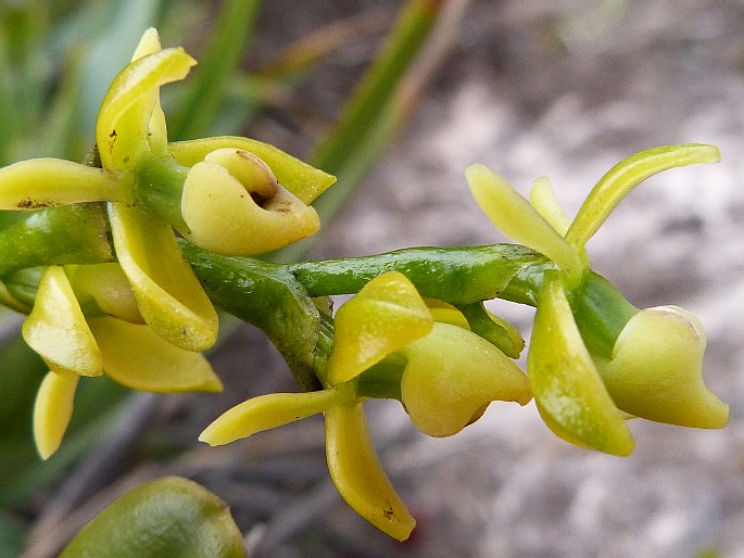 Epidendrum alsum