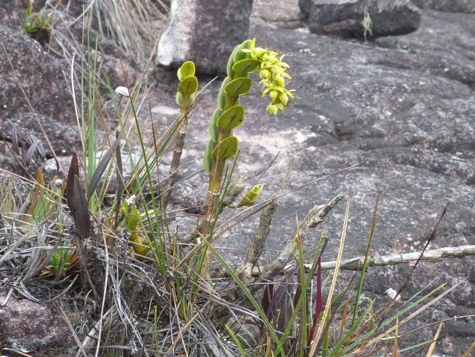 Epidendrum alsum