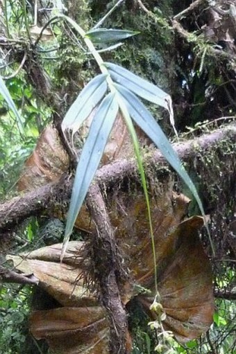 Epidendrum laucheanum