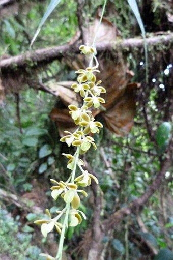 Epidendrum laucheanum