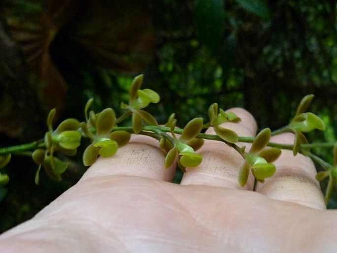 Epidendrum laucheanum