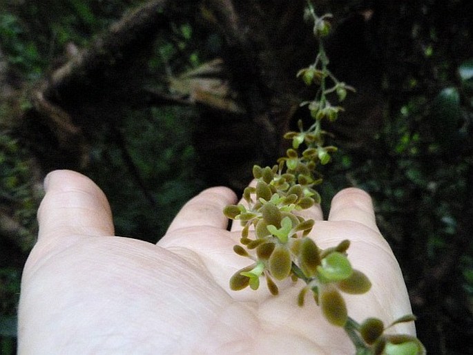 Epidendrum laucheanum