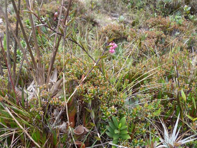 Epidendrum montigena