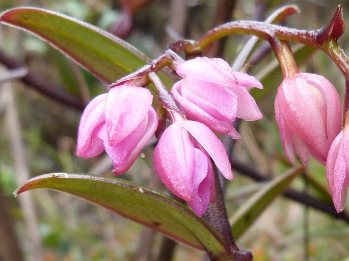 Epidendrum montigena