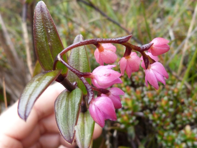 Epidendrum montigena