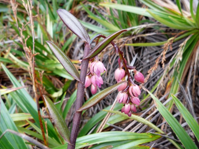 Epidendrum montigena