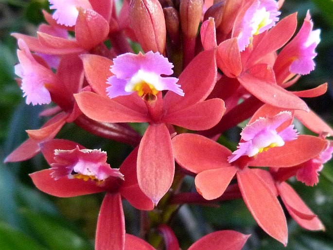 Epidendrum holstii