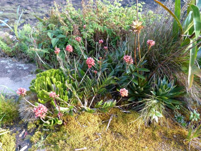 Epidendrum holstii