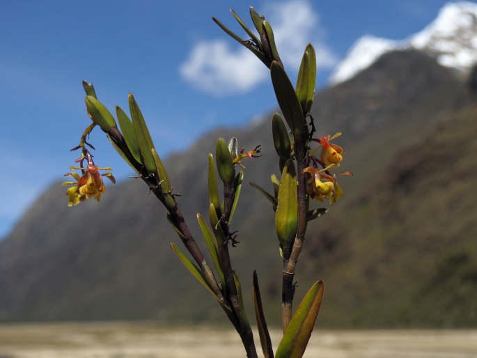 Epidendrum stictoglossum