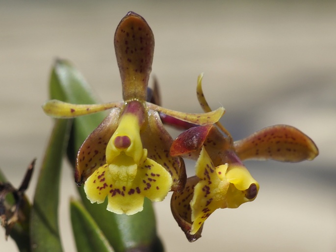 Epidendrum stictoglossum