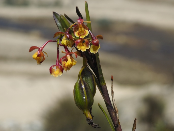 Epidendrum stictoglossum