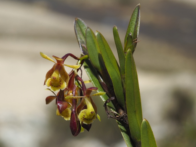 Epidendrum stictoglossum