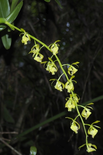 Epidendrum excisum