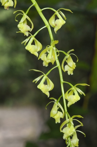 Epidendrum excisum