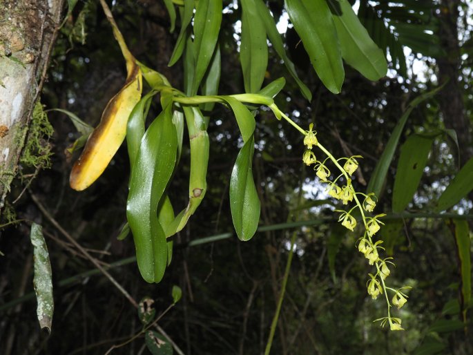 Epidendrum excisum