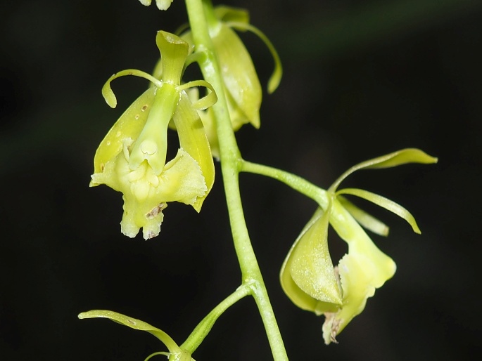 Epidendrum excisum